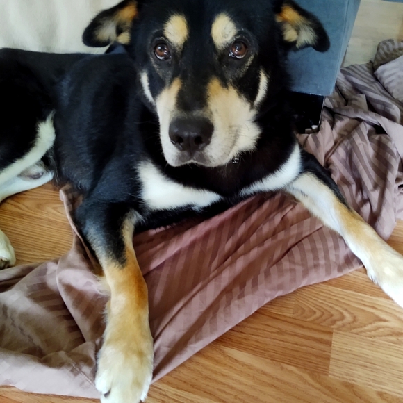 Meet your Posher, Bryan - Picture 1 of 1